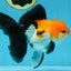 A Grade Tricolor Oranda Female 5.5-6 inches #111425OR_15