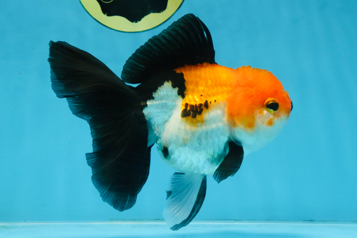 A Grade Tricolor Oranda Female 5.5-6 inches #111425OR_15