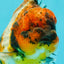 AAA Grade Calico Tiger Yuanbao Male 4.5 inches #100226YB_07