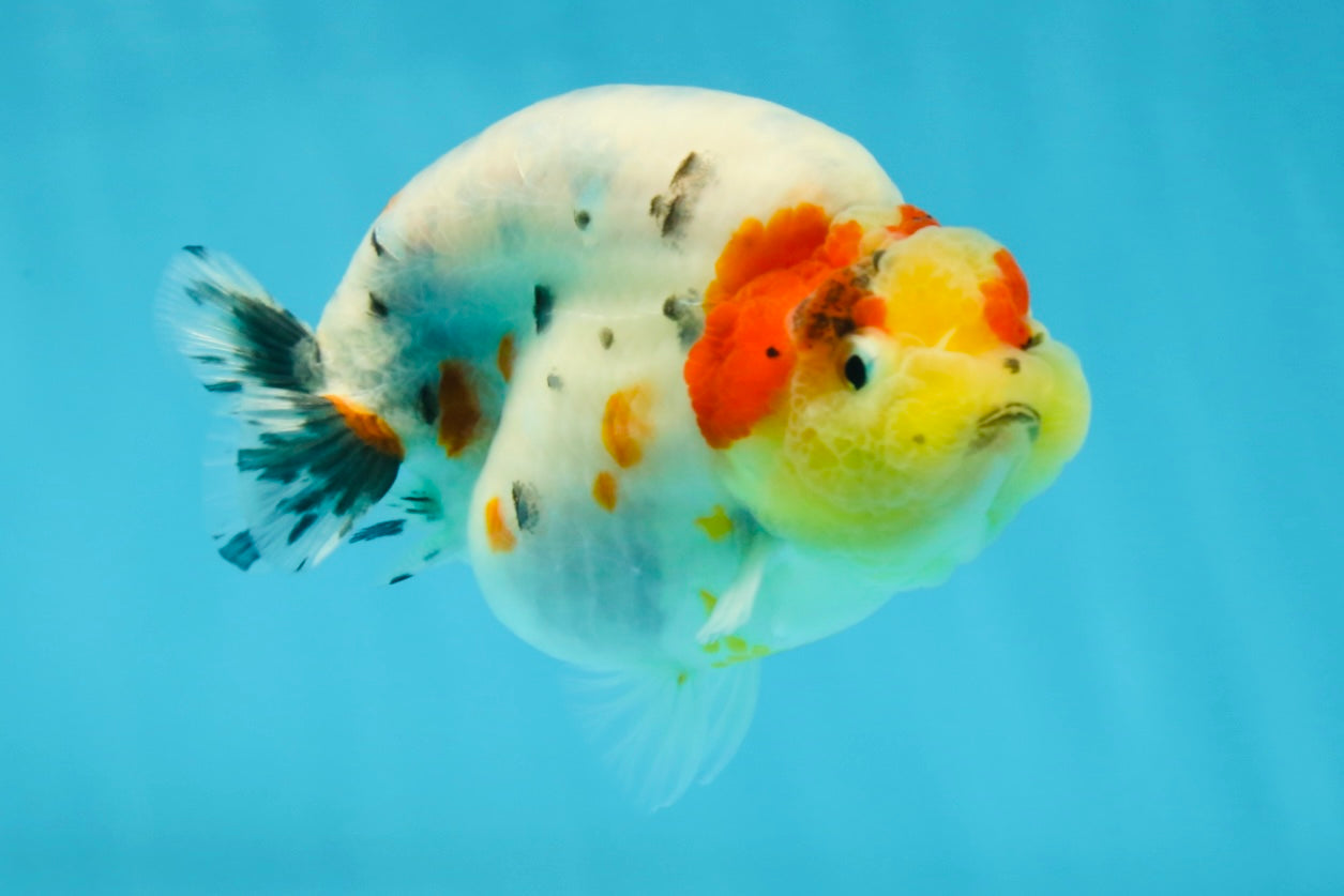 A Grade Cow Tricolor LionQueen 4 inches #050925LC_08