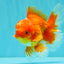 AAA Grade Red White Oranda Male 5.5 inches #080726OR_10