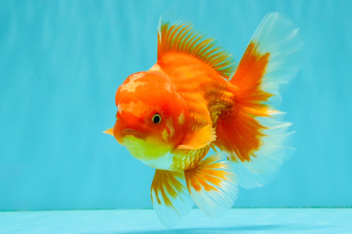 AAA Grade Red White Oranda Male 5.5 inches #080726OR_10