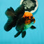 AAA Grade Red Head Apache Oranda Female 5-5.5 inches #1011OR_07