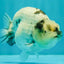 AAA Grade White Tiger Blue Base Ranchu Female 4.5 inches #062626RC_10