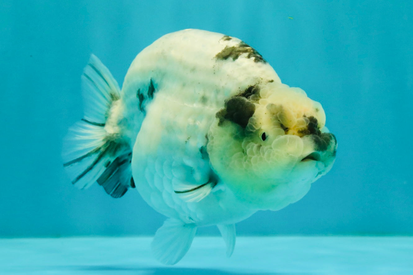 AAA Grade White Tiger Blue Base Ranchu Female 4.5 inches #062626RC_10
