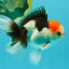 CLOWN A Grade Tricolor Oranda Male 5-5.5 inches #032026OR_14