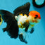 Fluffy Tail A Grade Tricolor Oranda Female 5-5.5 inches #042525OR_04