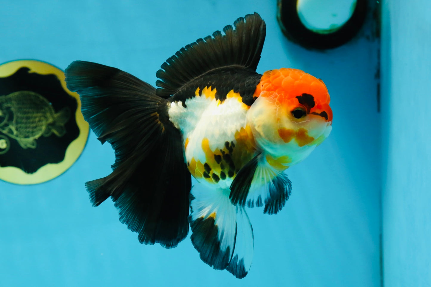 Fluffy Tail A Grade Tricolor Oranda Female 5-5.5 inches #042525OR_04