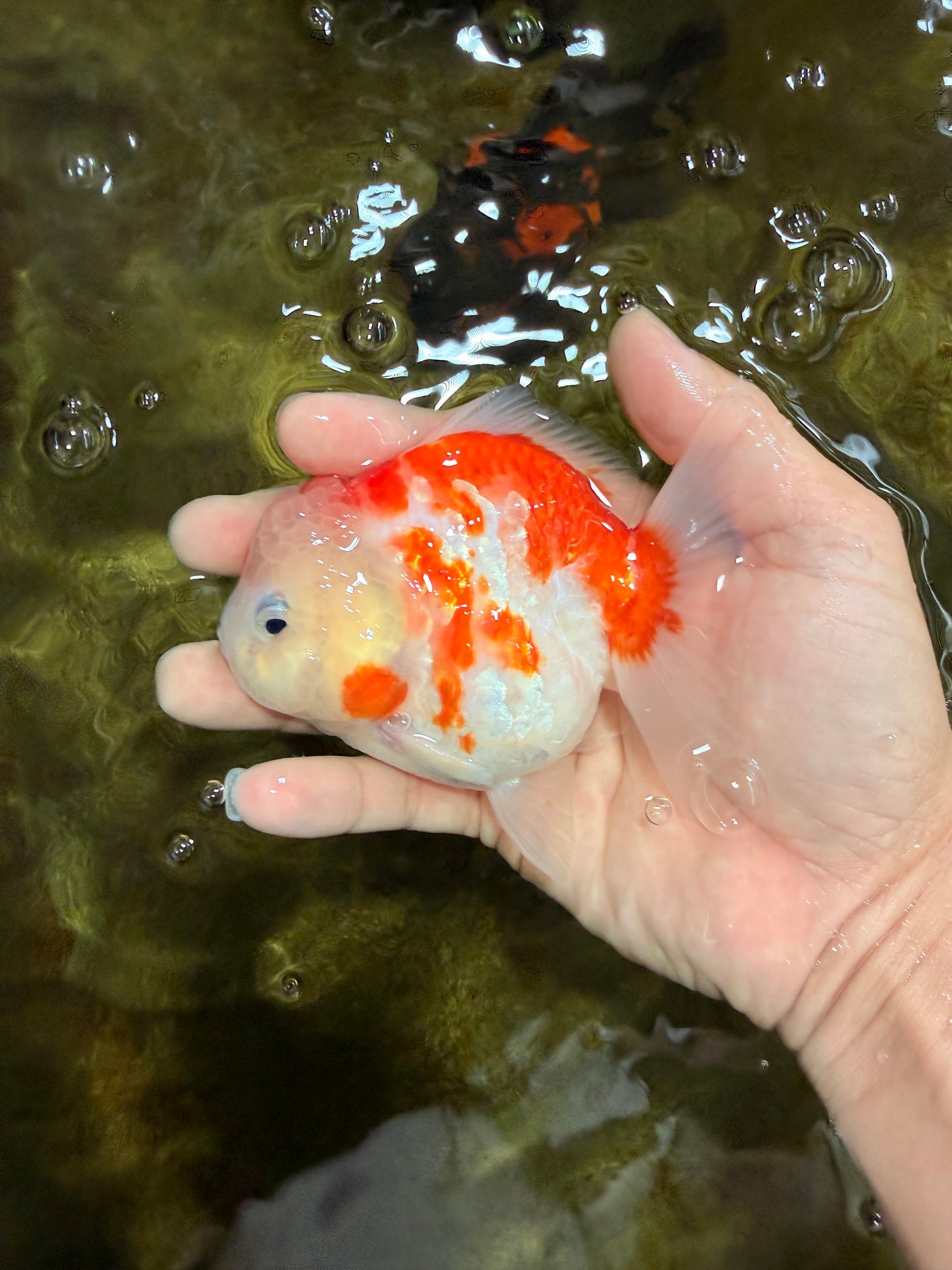 A Grade Sakura Yuanbao Female 4 inches #103125YB_06