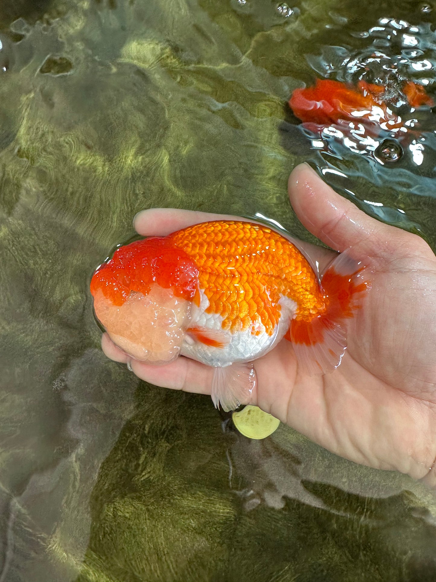 AAA Grade TOP Red White LionKing 4.5 inches #051625LC_37