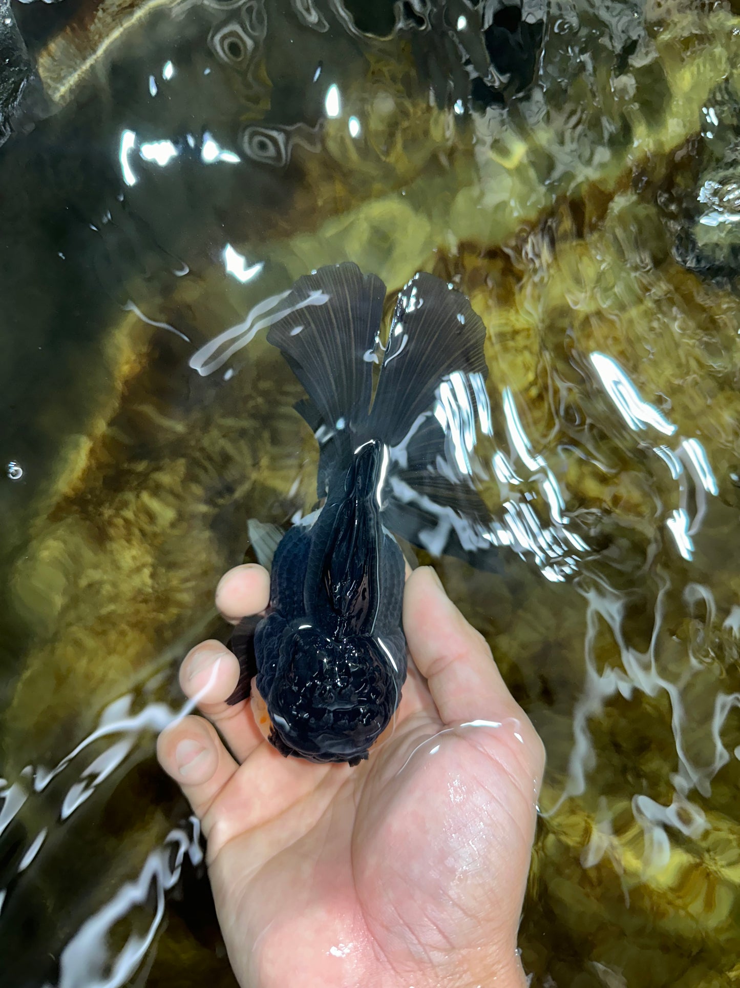CHUBBY CHEEK Panda Oranda Female 5-5.5 inches #090525OR_20