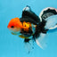 A Grade Tricolor Oranda Male 5 inches #0906OR_29