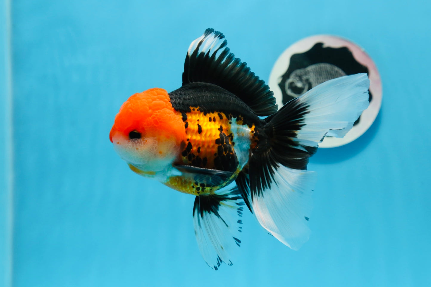 Oranda macho tricolor de grado A de 5 pulgadas n.° 0906OR_29