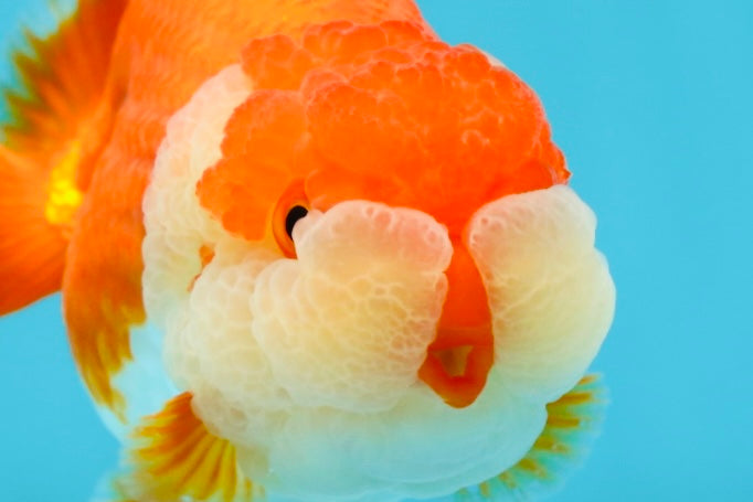 AAA Grade Peekaboo Red White LionQueen 4-4.5 inches #050925LC_15