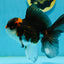 A Grade Tricolor Lava Head Oranda Male 5-5.5 inches #120624OR_03