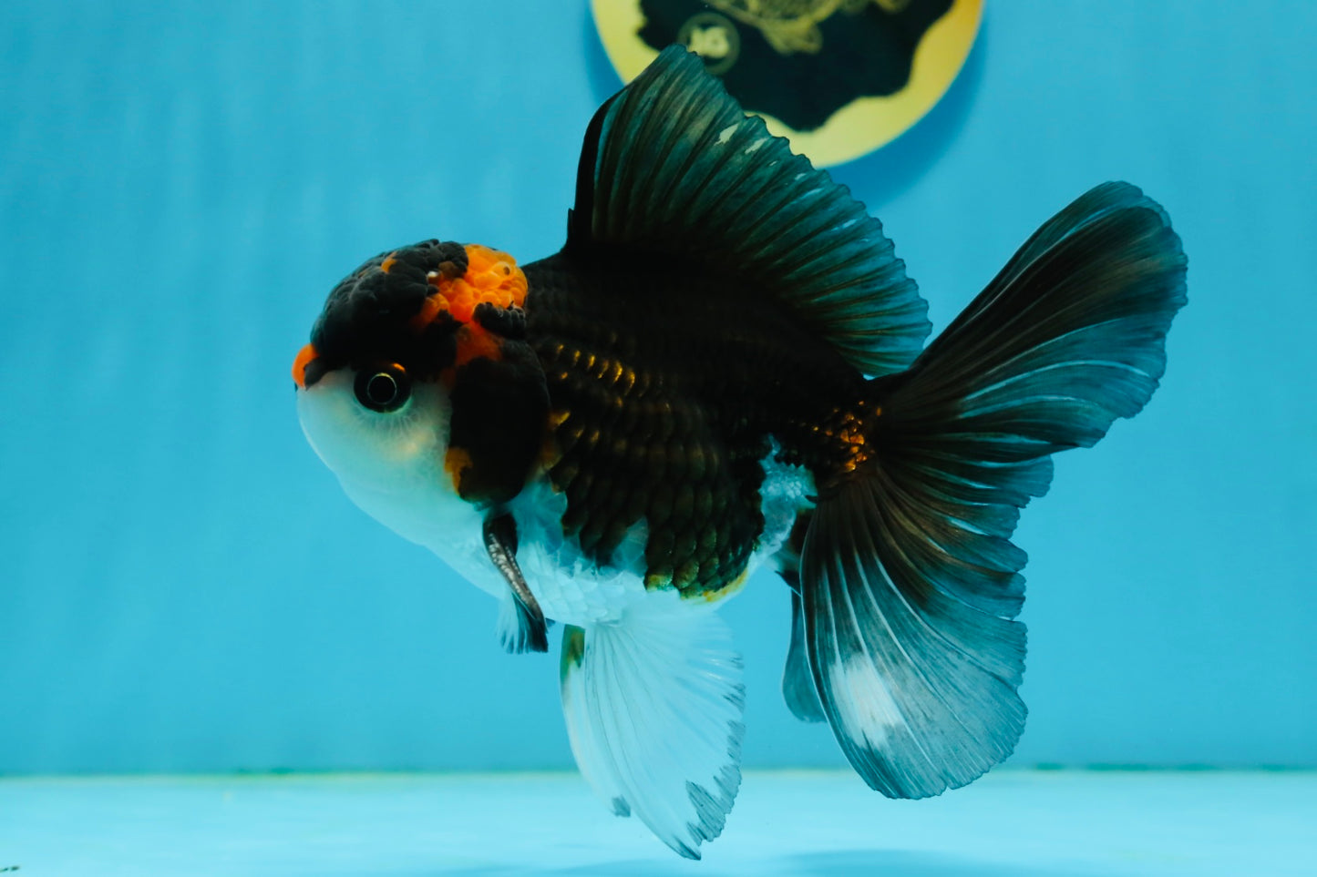 A Grade Tricolor Lava Head Oranda Male 5-5.5 inches #120624OR_03