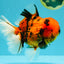 AAA Grade Jumbo Tiger Oranda Male 7.5 inches #031326OR_01