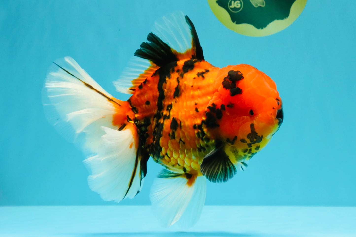 AAA Grade Jumbo Tiger Oranda Male 7.5 inches #031326OR_01