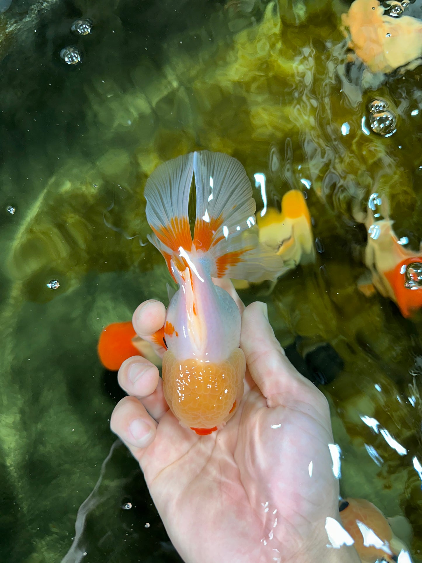 A Grade Red White Oranda Female 5 inches #050925OR_36