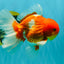AAA Grade Red White Oranda Male 5.5 inches #072426OR_12