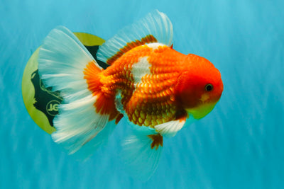 AAA Grade Red White Oranda Male 5.5 inches #072426OR_12