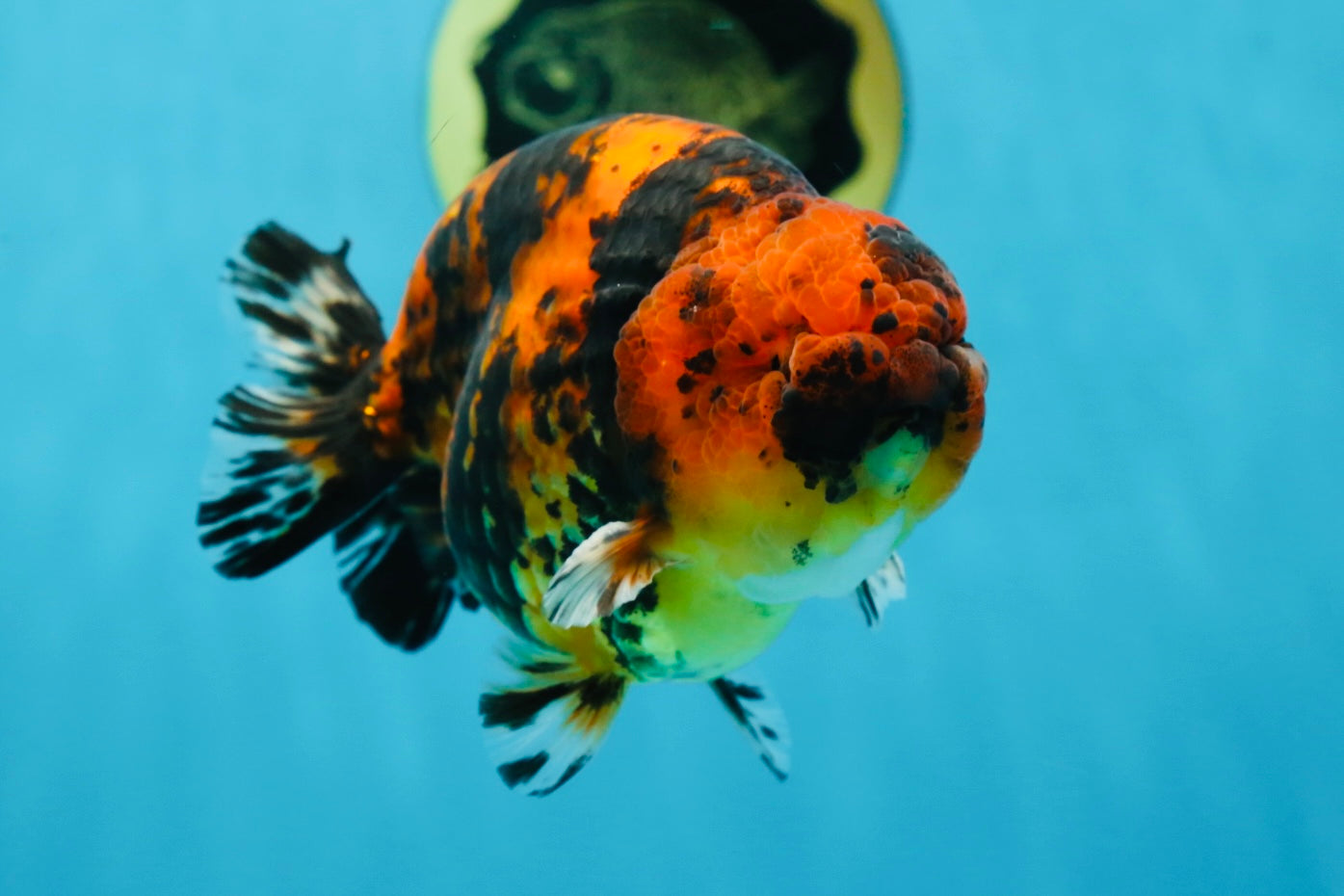 AAA Grade Tiger Female LionKing 5 inches #060625LC_06