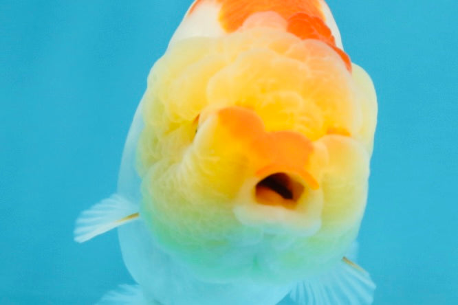 A Grade Young Red White LionQueen 4 inches #101025LC_03