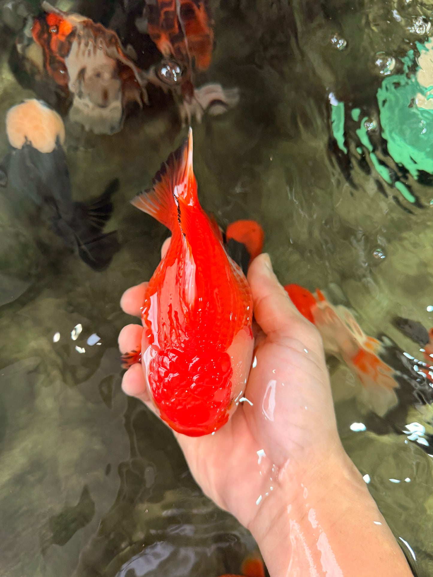 A Grade Red White Yuanbao Female 5.5 inches #031326YB_15