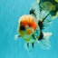 FLUFFY AAA Grade Calico Kirin Oranda Male 7 inches #100926OR_09