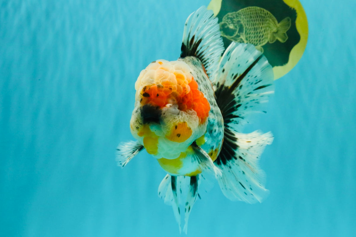 FLUFFY AAA Grade Calico Kirin Oranda Male 7 inches #100926OR_09