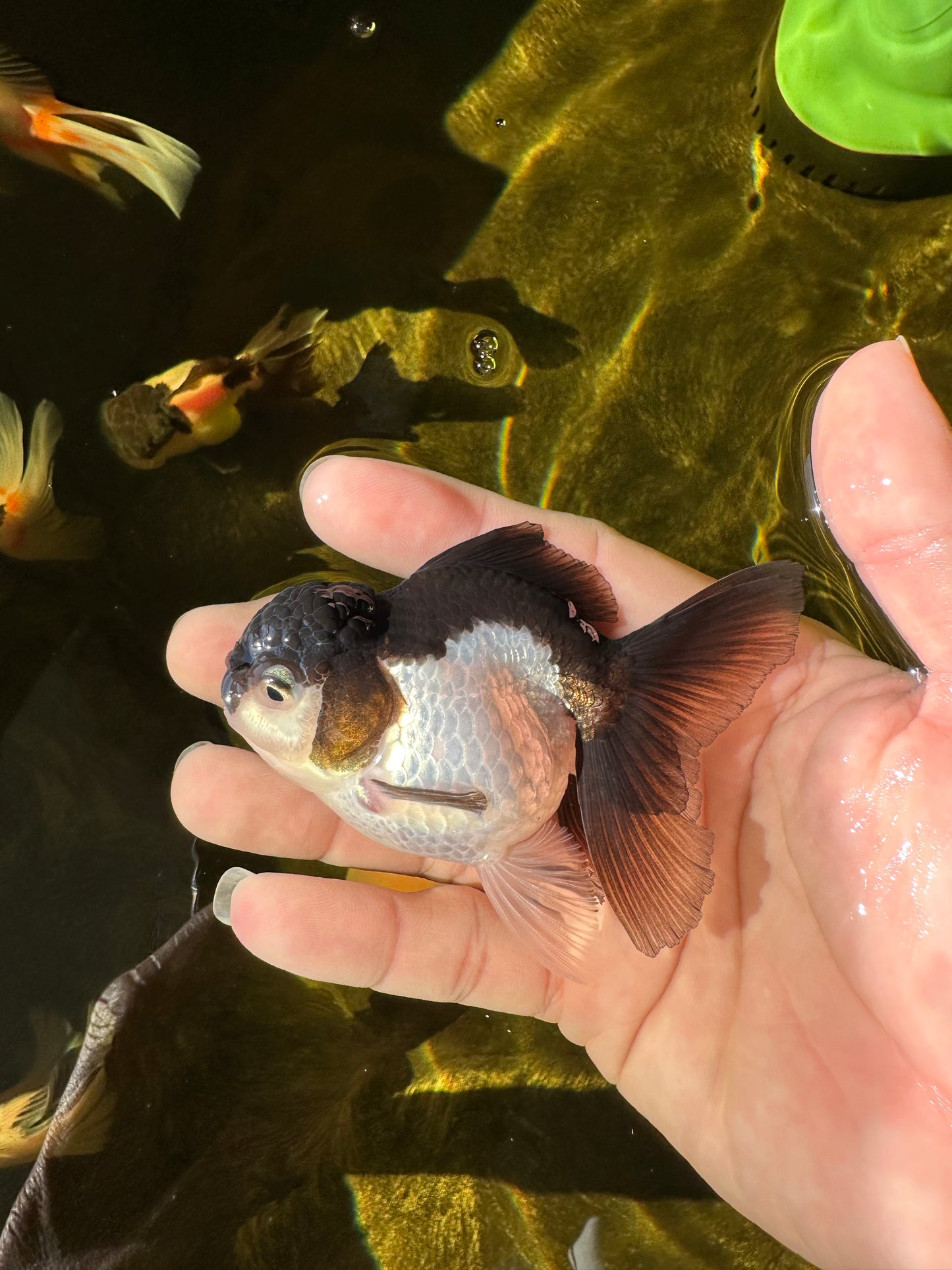 Panda Oranda Female 3.5 inches #1018OR_12