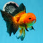 A Grade Apache Oranda Female 5.5 inches #0726OR_19