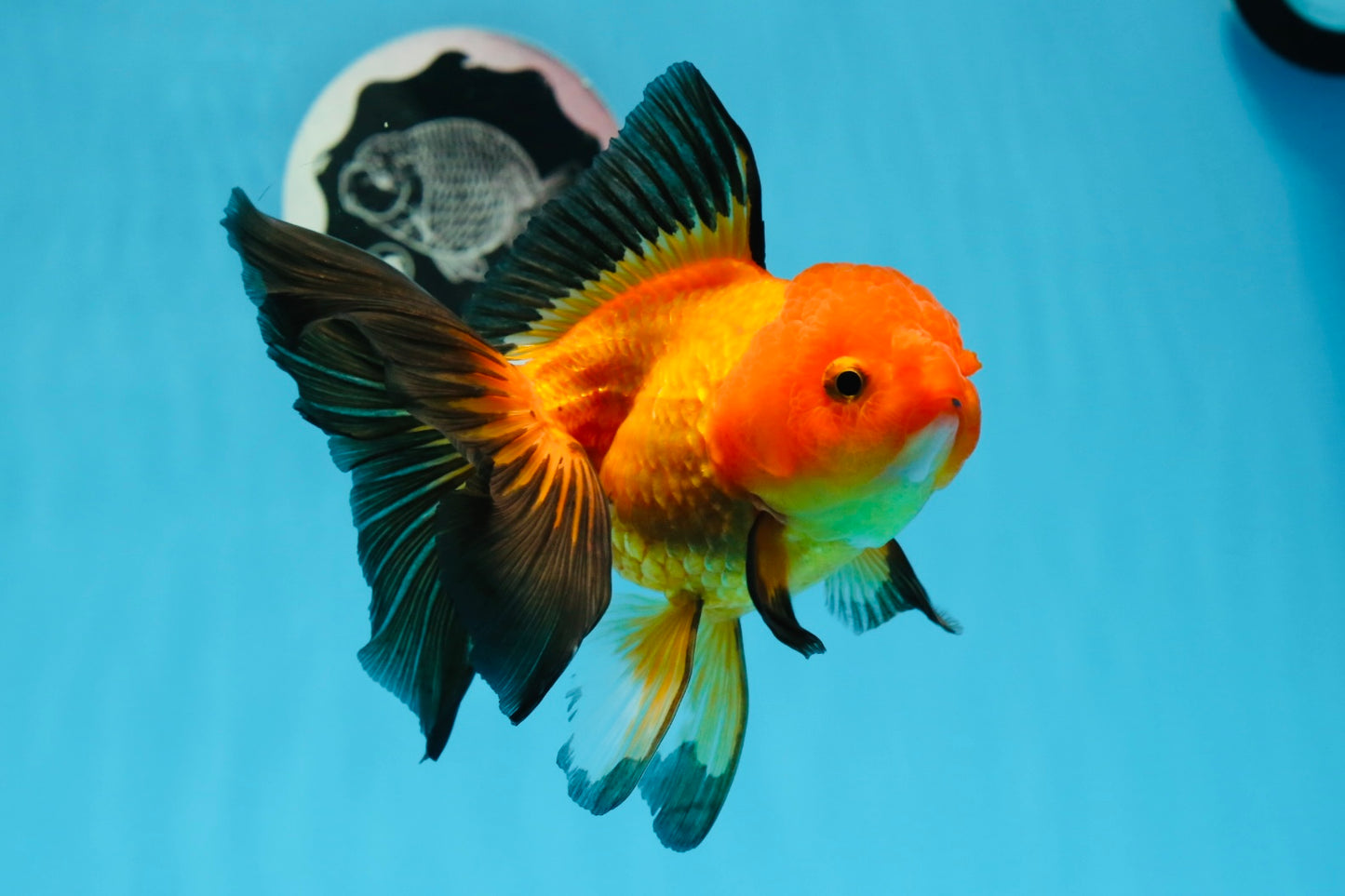 A Grade Apache Oranda Female 5.5 inches #0726OR_19