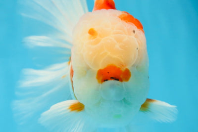 AAA Grade CHONKY Sakura Oranda Male 6 inches #082225OR_10