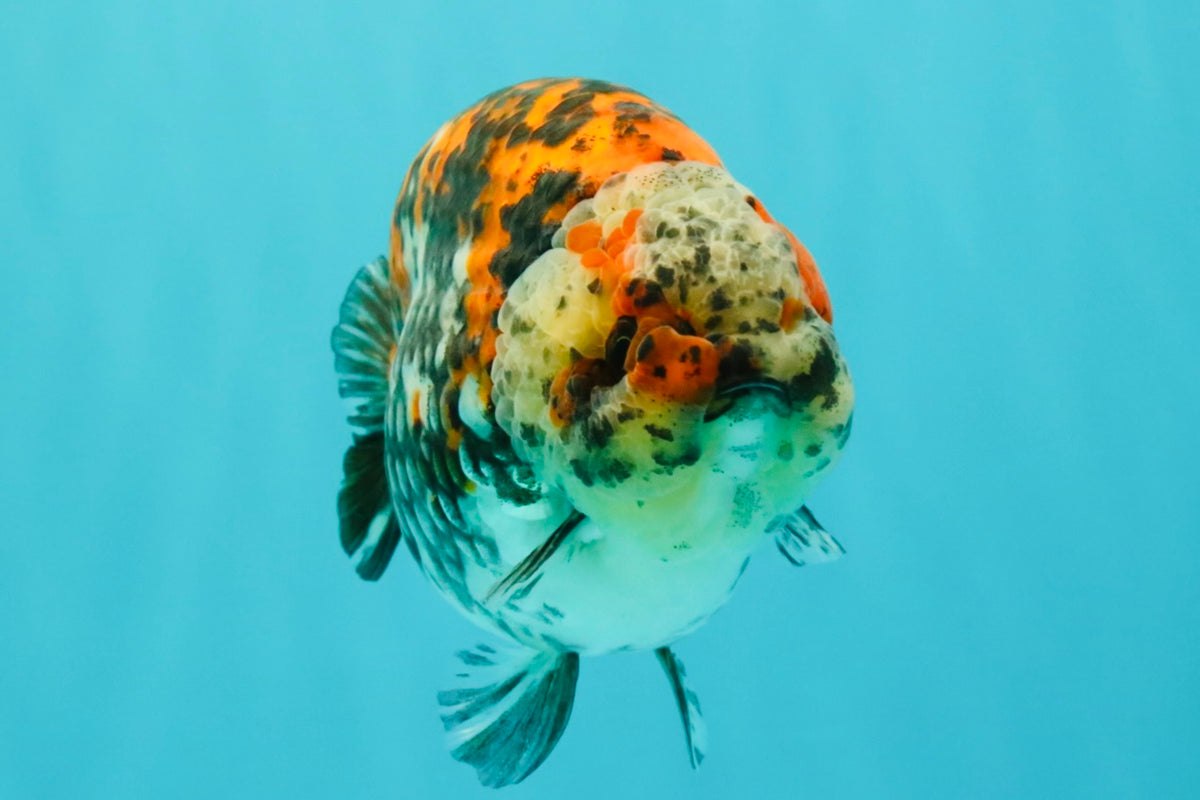 A Grade Calico Ranchu Male 5.5-6 inches #101626RC_25