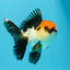 A Grade Cherry Head Tricolor Oranda Female 4.5-5 inches #0614OR_22