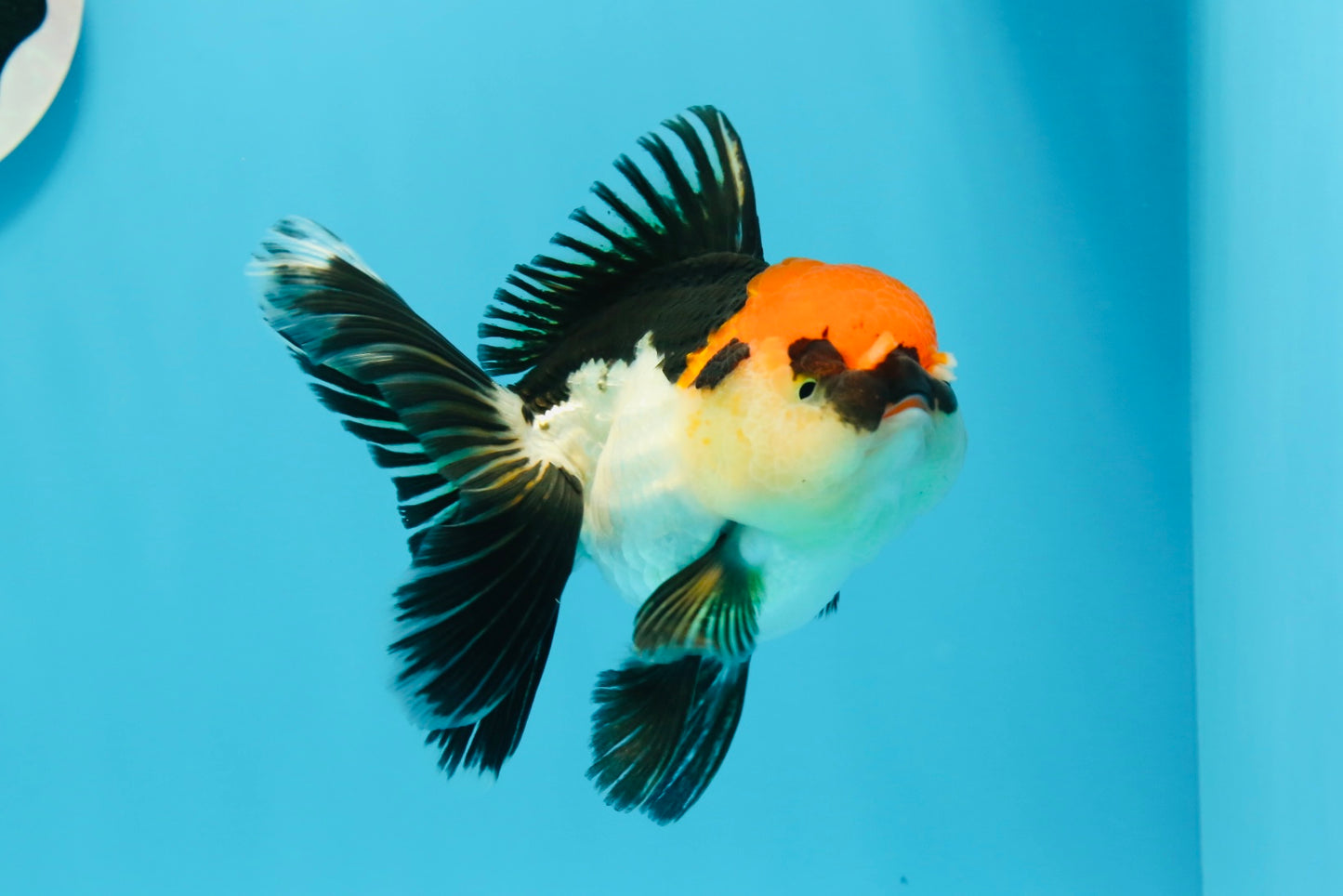 A Grade Cherry Head Tricolor Oranda Female 4.5-5 inches #0614OR_22