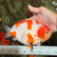 AAA Grade Super Special Sanke Kohaku Sakura Ranchu Female 6-6.5 inches #100226RC_25