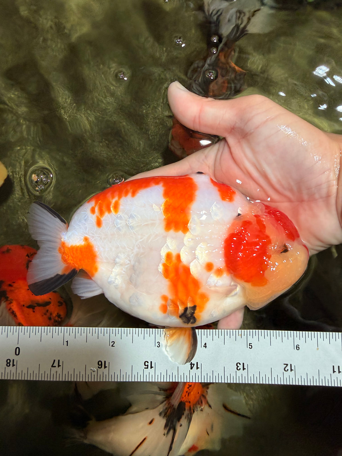 AAA Grade Super Special Sanke Kohaku Sakura Ranchu Female 6-6.5 inches #100226RC_25
