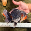 AAA Grade Calico Kirin Oranda Female 6.5 inches #100226OR_33