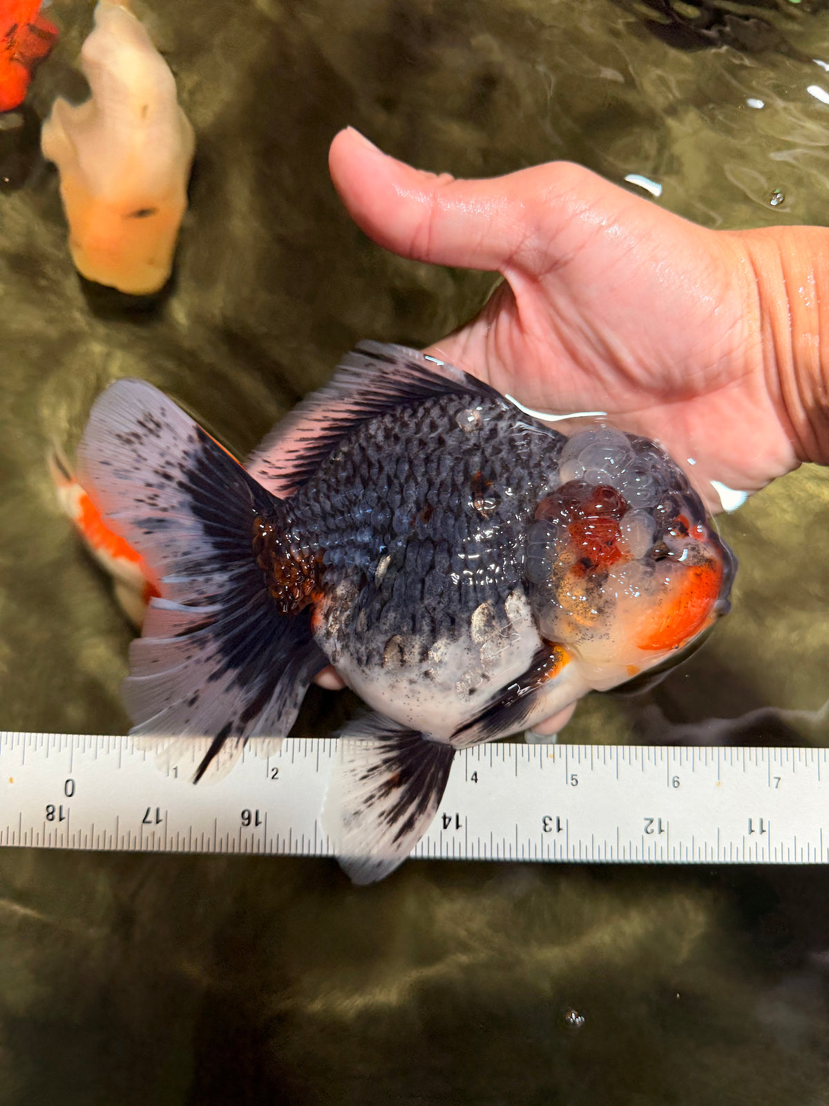 AAA Grade Calico Kirin Oranda Female 6.5 inches #100226OR_33