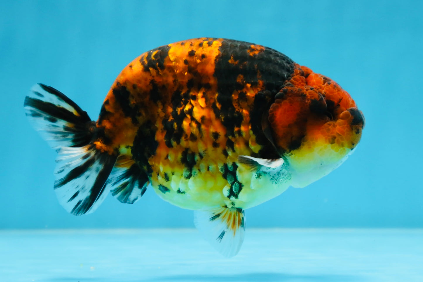 AAA Grade Tiger LionKing 5 inches #070425LC_05