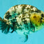 AAA Grade White Tiger Ranchu Female 6 inches #102326RC_03