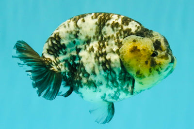 AAA Grade White Tiger Ranchu Female 6 inches #102326RC_03