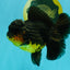SPECIAL A Grade Apache Oranda Female 6-6.5 inches #050826OR_05