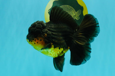 SPECIAL A Grade Apache Oranda Female 6-6.5 inches #050826OR_05