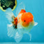 AAA Grade Godzilla Sakura Button Eyes Oranda Male 5-5.5 inches #052325_10
