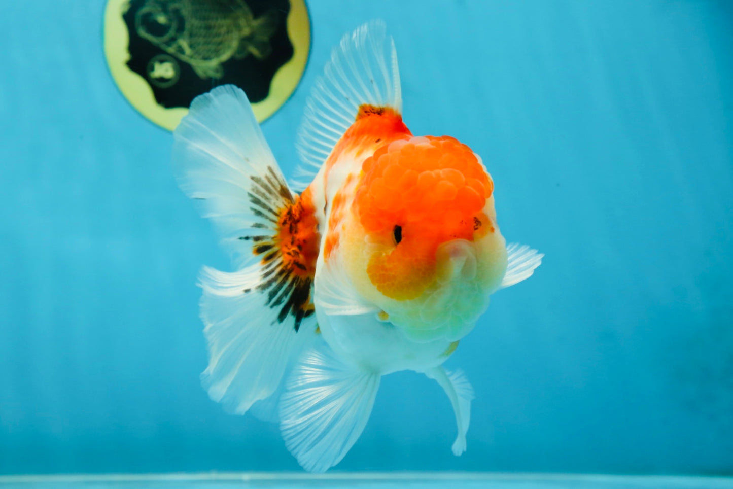 AAA Grade Godzilla Sakura Button Eyes Oranda Male 5-5.5 inches #052325_10