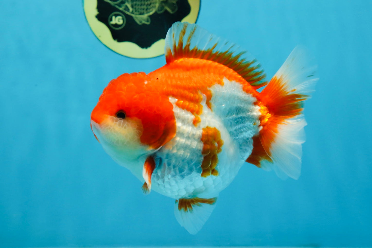 A Grade Red White Yuanbao Male 5-5.5 inches #101725YB_25