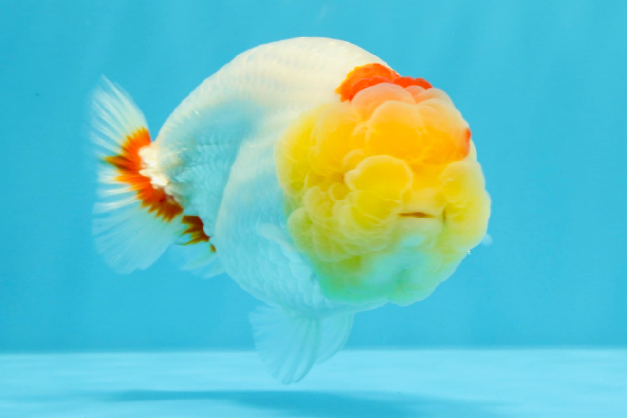 A Grade Red White LionQueen 4.5 inches #022026LC_15